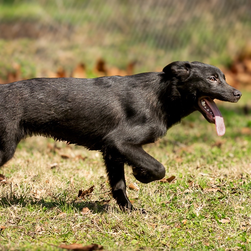 Dixie