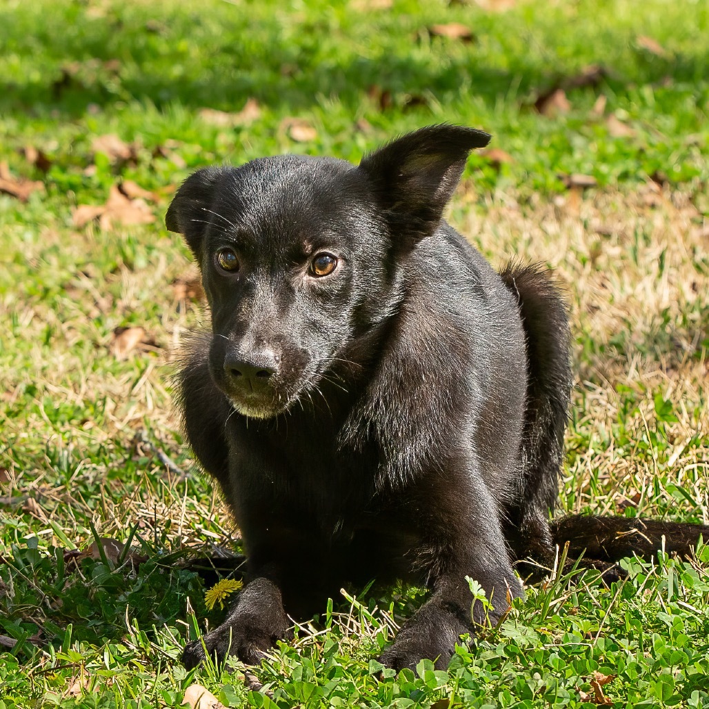 Dixie