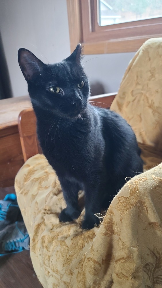 Morta, an adoptable American Shorthair in La valle, WI, 53941 | Photo Image 1