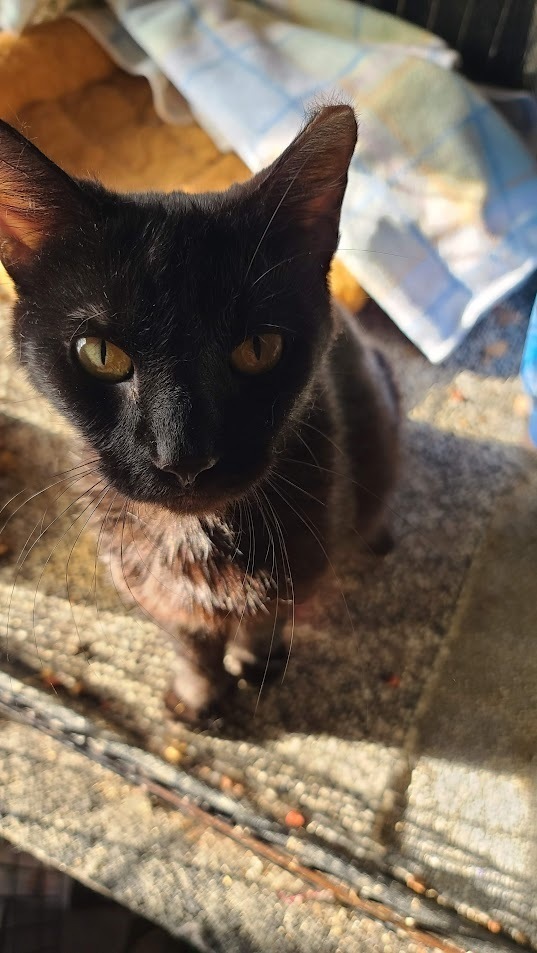 Morta, an adoptable American Shorthair in La valle, WI, 53941 | Photo Image 2