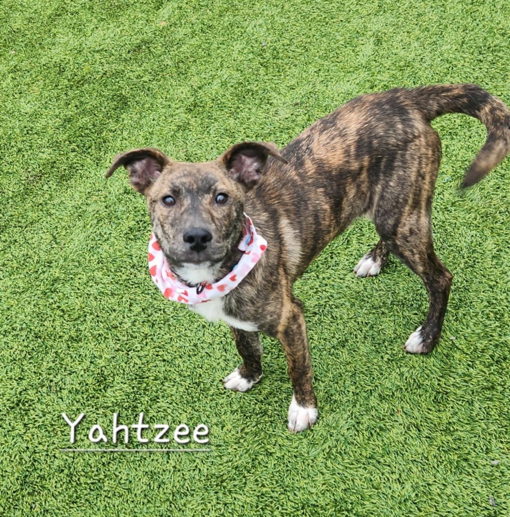 Yahtzee