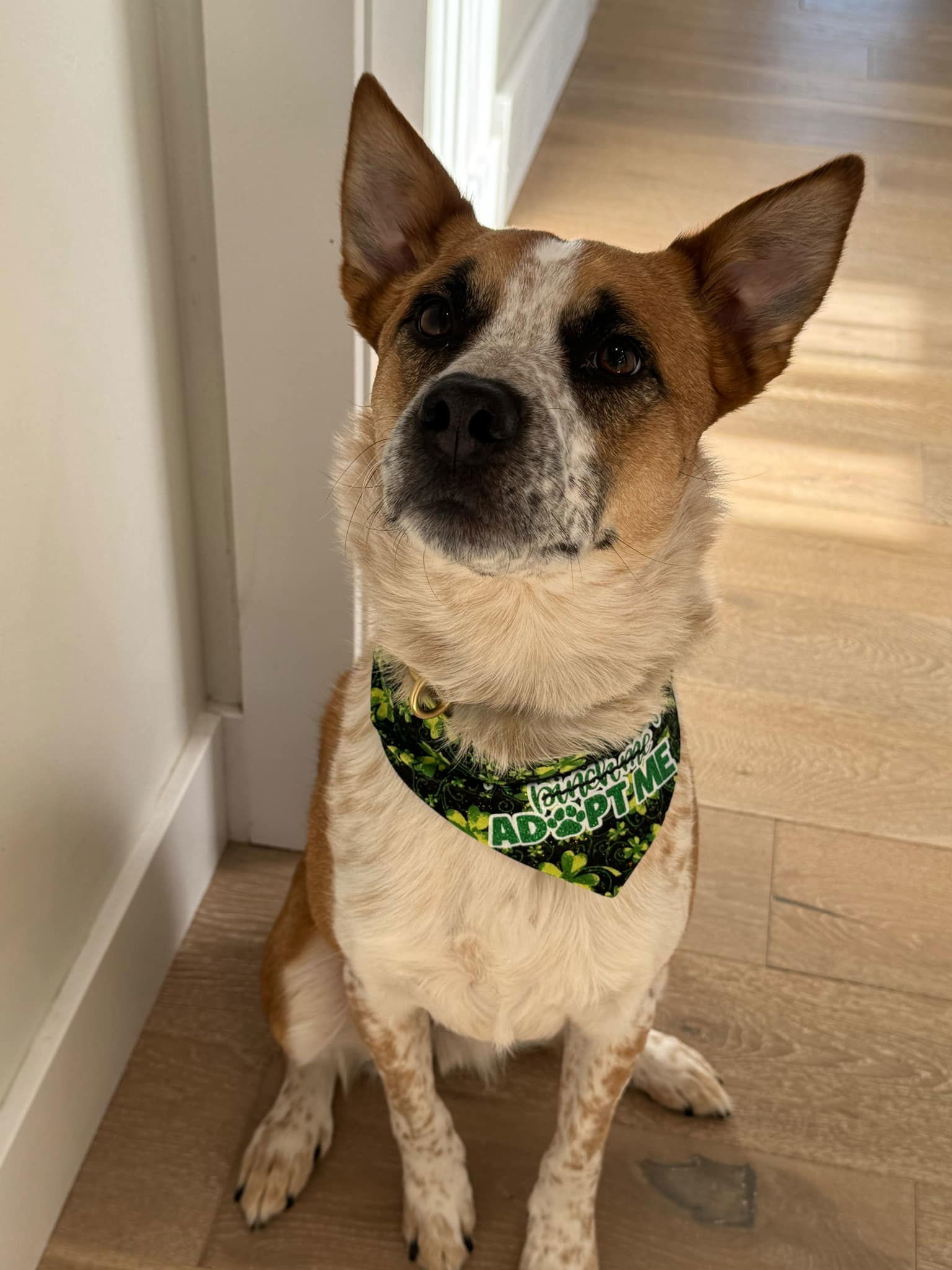 Briggs Stratton, an adoptable Cattle Dog in Salt Lake City, UT, 84171 | Photo Image 1