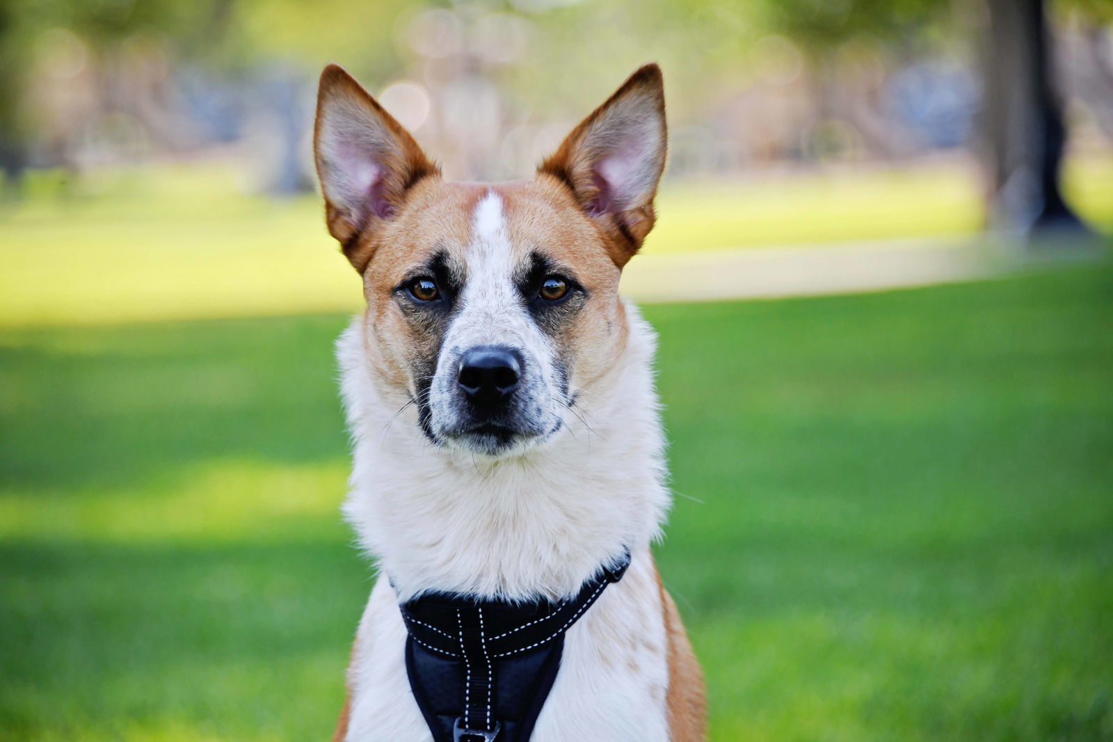 Briggs Stratton, an adoptable Cattle Dog in Salt Lake City, UT, 84171 | Photo Image 1