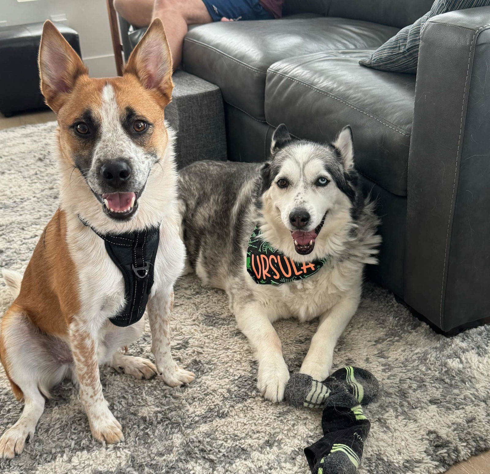 Briggs Stratton, an adoptable Cattle Dog in Salt Lake City, UT, 84171 | Photo Image 3