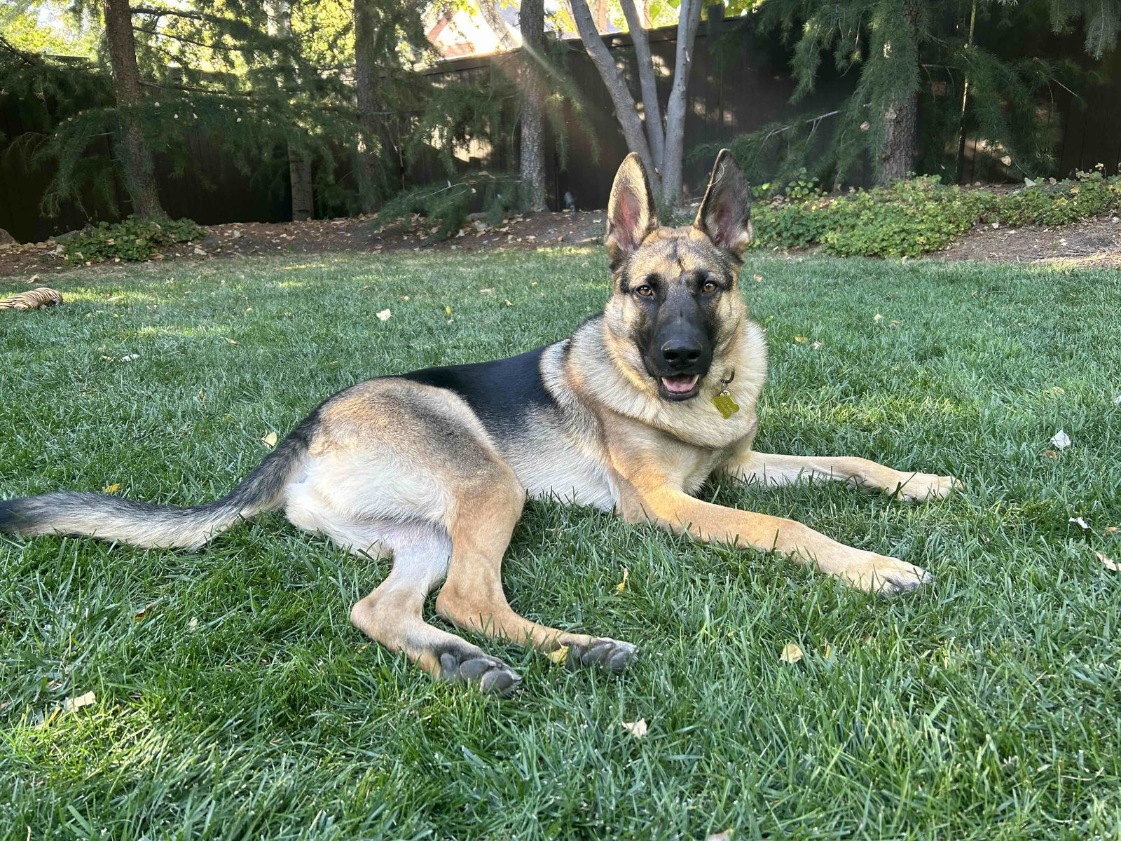 My Tye, an adoptable German Shepherd Dog in Salt Lake City, UT, 84171 | Photo Image 1