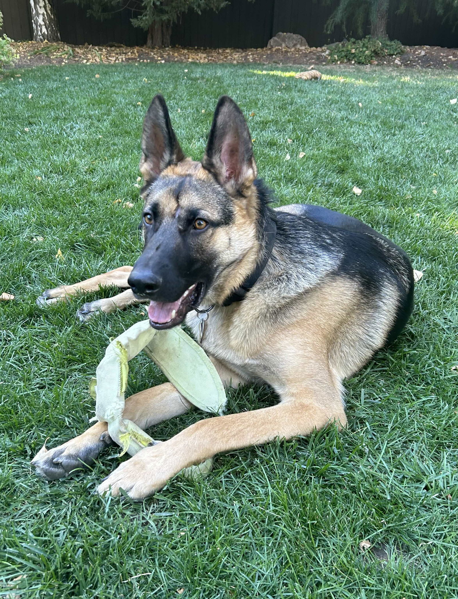 My Tye, an adoptable German Shepherd Dog in Salt Lake City, UT, 84171 | Photo Image 2