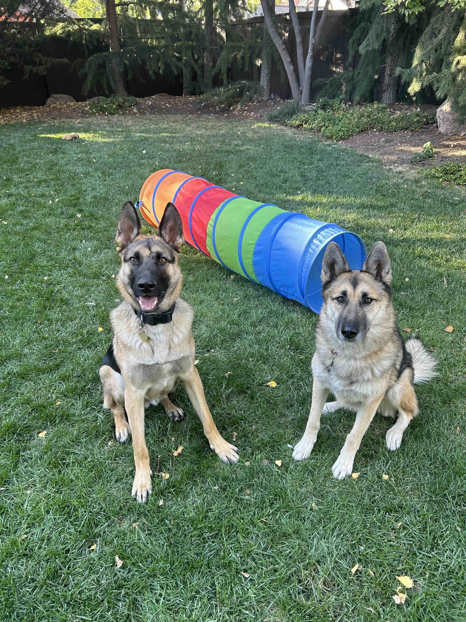 My Tye, an adoptable German Shepherd Dog in Salt Lake City, UT, 84171 | Photo Image 3