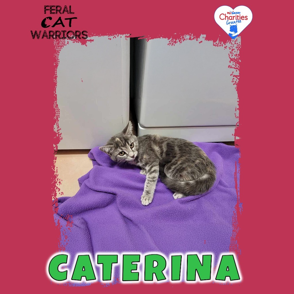 Caterina, an adoptable Domestic Short Hair in Kingman, AZ, 86401 | Photo Image 1