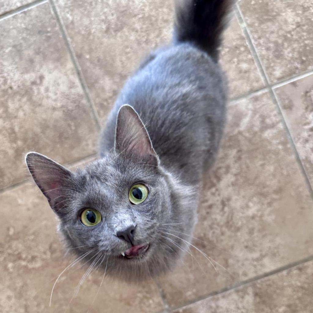 Tamara 2023 aka Debbie, an adoptable Domestic Medium Hair, Russian Blue in Palmdale, CA, 93551 | Photo Image 1