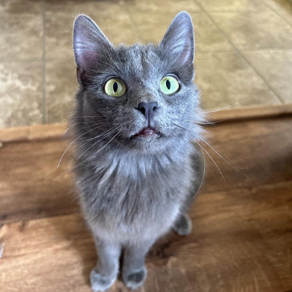 Tamara 2023 aka Debbie, an adoptable Domestic Medium Hair, Russian Blue in Palmdale, CA, 93551 | Photo Image 2