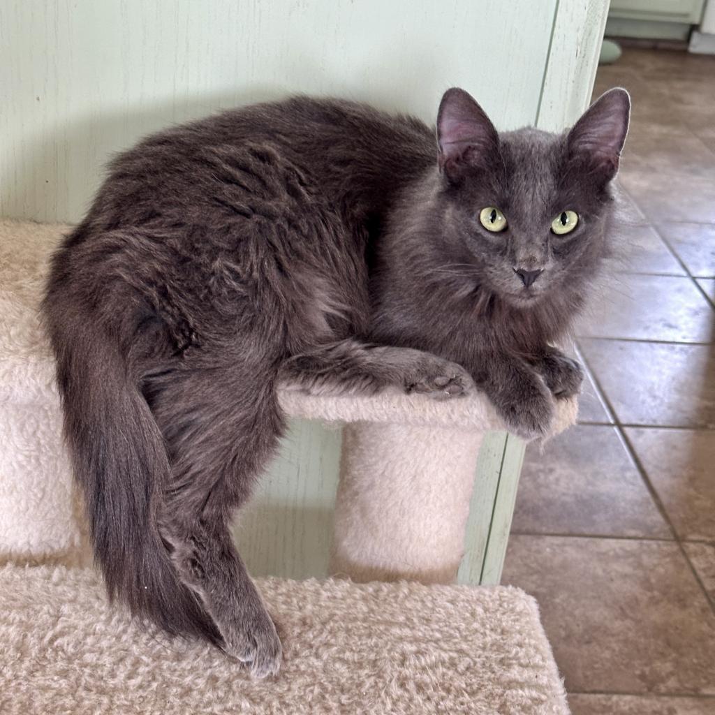 Tamara 2023 aka Debbie, an adoptable Domestic Medium Hair, Russian Blue in Palmdale, CA, 93551 | Photo Image 3