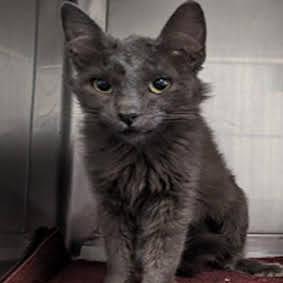 Tamara 2023 aka Debbie, an adoptable Domestic Medium Hair, Russian Blue in Palmdale, CA, 93551 | Photo Image 4