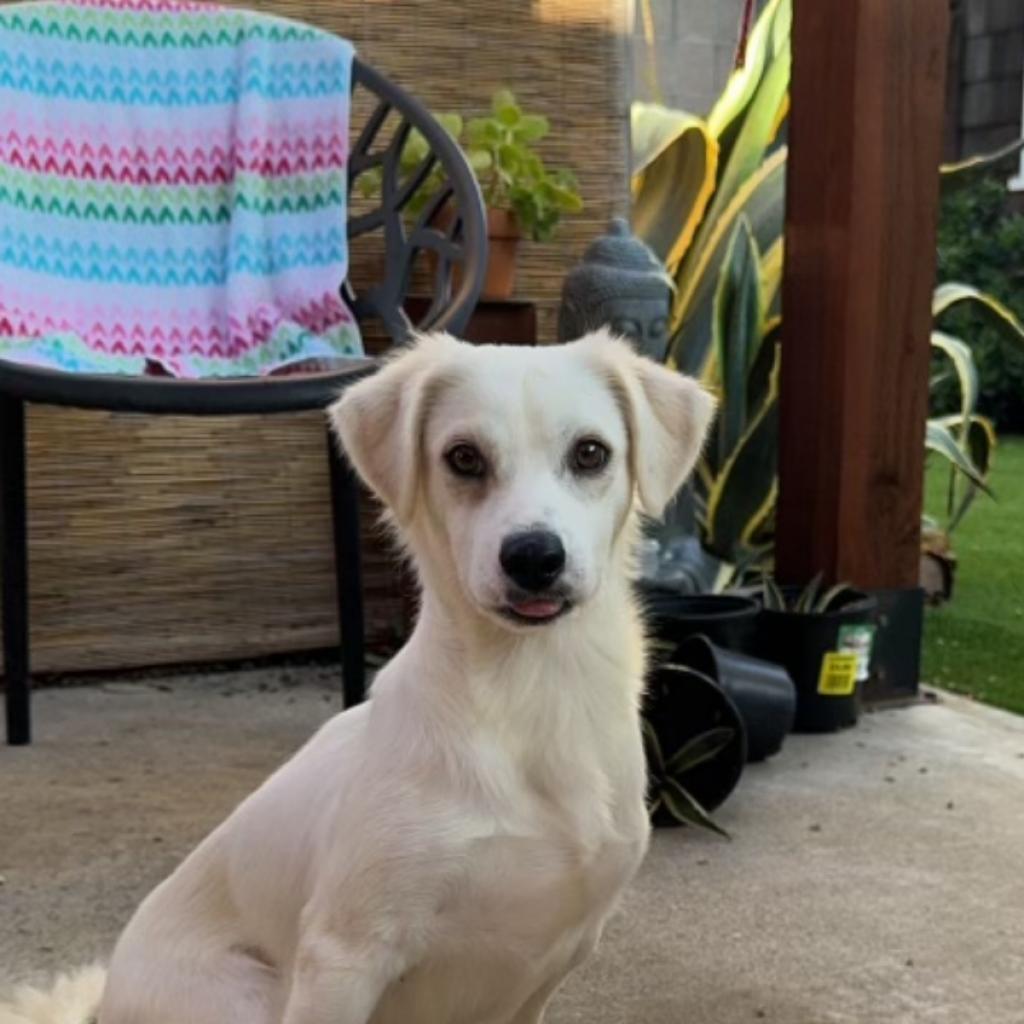 Cheeto, an adoptable Chihuahua in Sparks, NV, 89431 | Photo Image 2