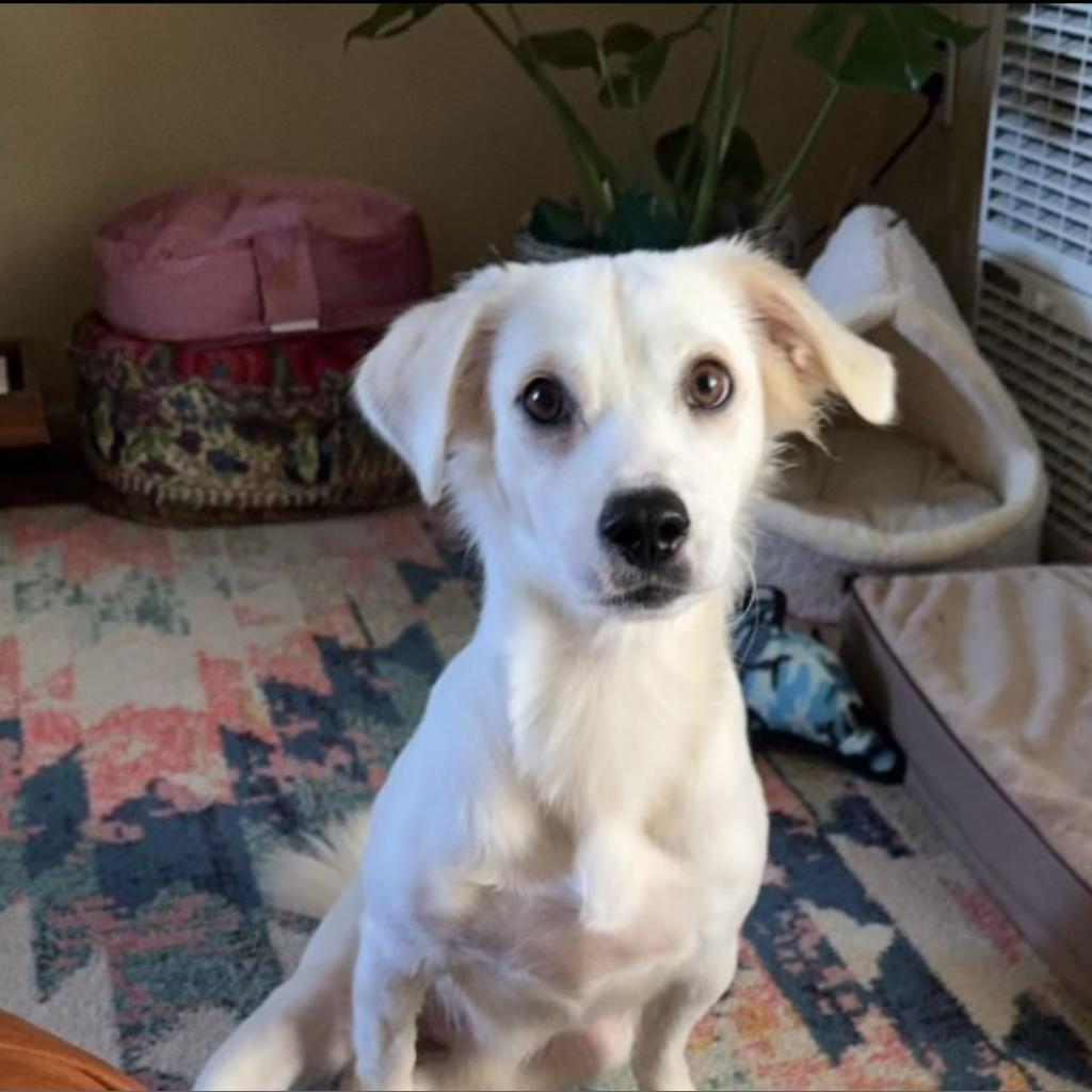 Cheeto, an adoptable Chihuahua in Sparks, NV, 89431 | Photo Image 3