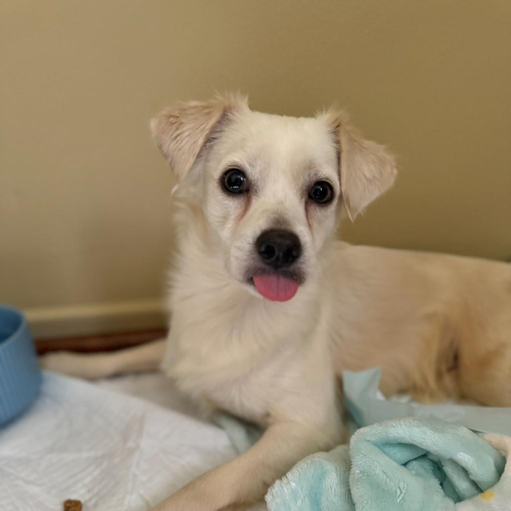 Frito, an adoptable Chihuahua in Sparks, NV, 89431 | Photo Image 2