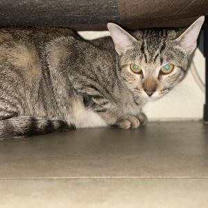 This is young little Whiskey Whiskey is a shy kitty with a curious side She is