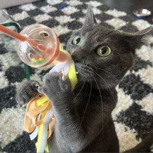 Ruby is a Russian Blue with a sleek silvery coat and a heart full of love She 