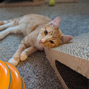 Milo, Young Male Domestic Short Hair