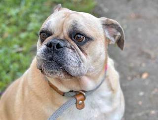 Pug buggy online