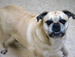 Dog for adoption Buggy a Pug Mix in Wildomar CA Petfinder