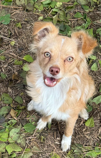 Gordo, an adoptable Chihuahua in Princeton, BC, V0X 1W0 | Photo Image 1