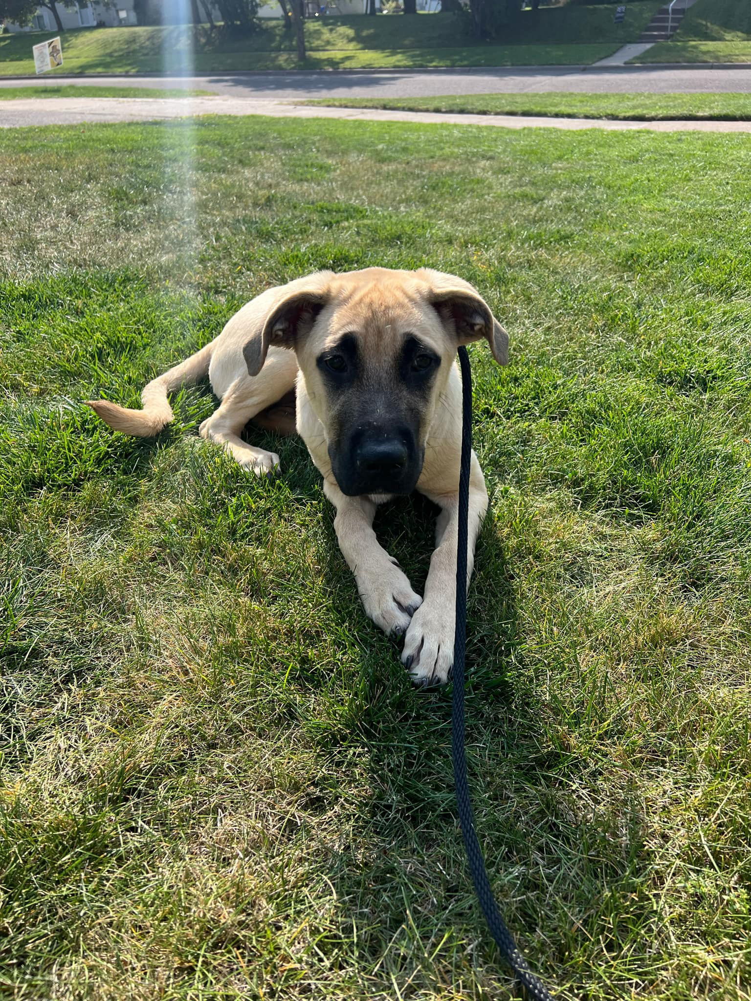 Atlas, an adoptable Mastiff in Duluth, MN, 55807 | Photo Image 1