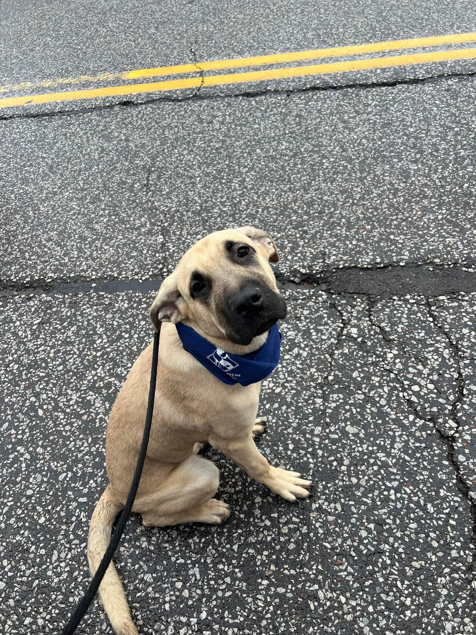 Atlas, an adoptable Mastiff in Duluth, MN, 55807 | Photo Image 2