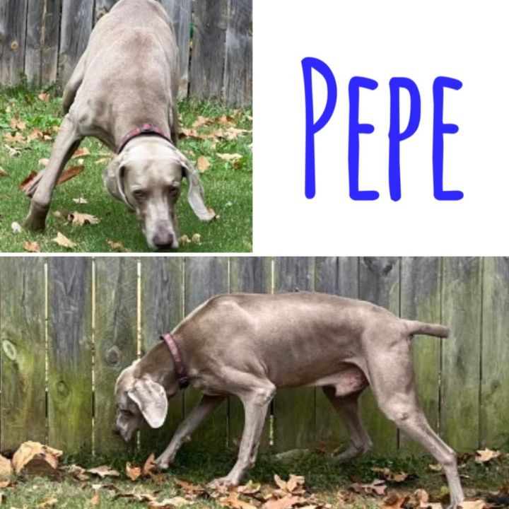 Pepe 1