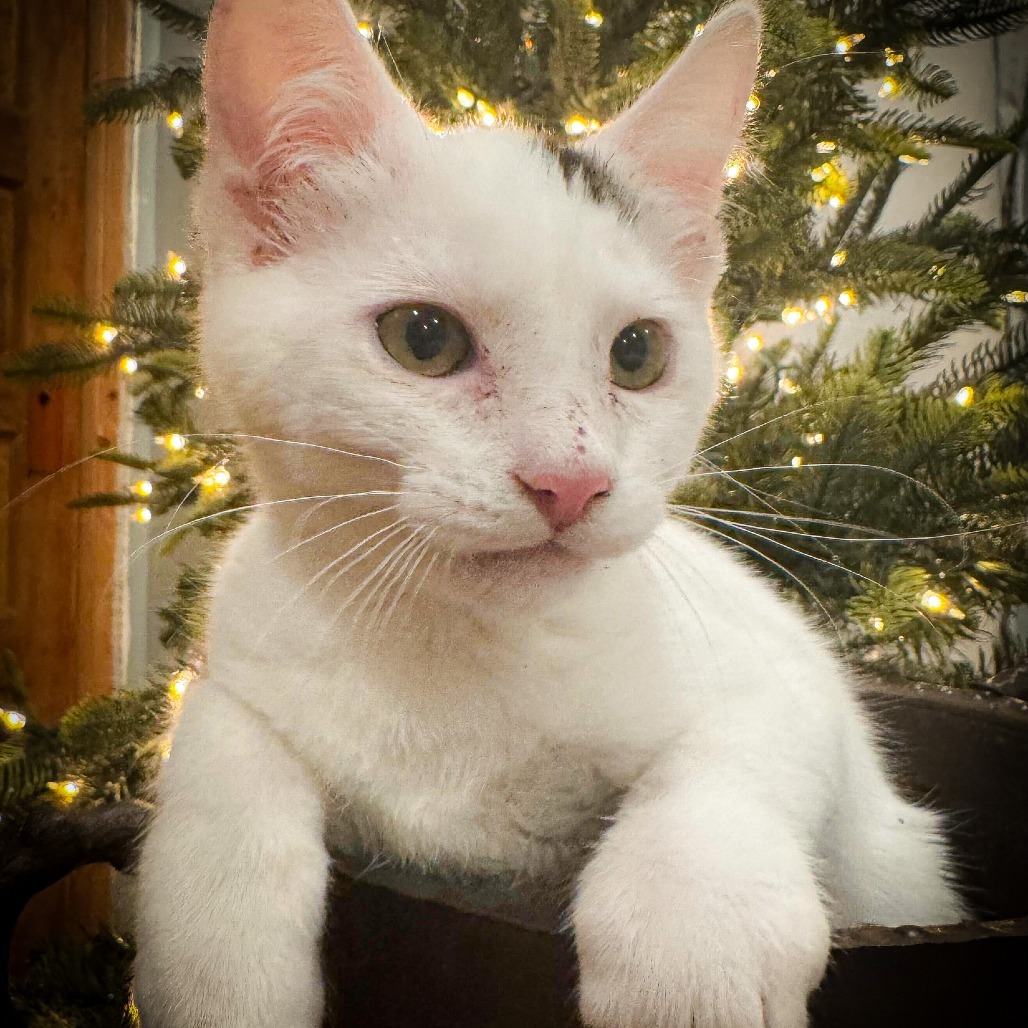 Casper