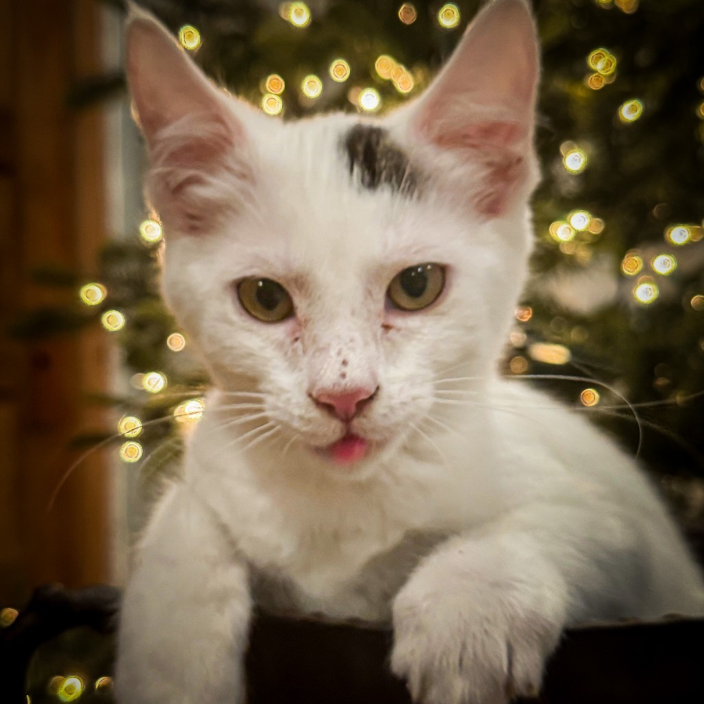 Casper, an adoptable Domestic Short Hair in Glenfield, NY, 13343 | Photo Image 3