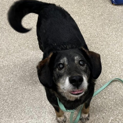 Mr. Templeton, an adoptable Spitz, Beagle in Nowata, OK, 74048 | Photo Image 1