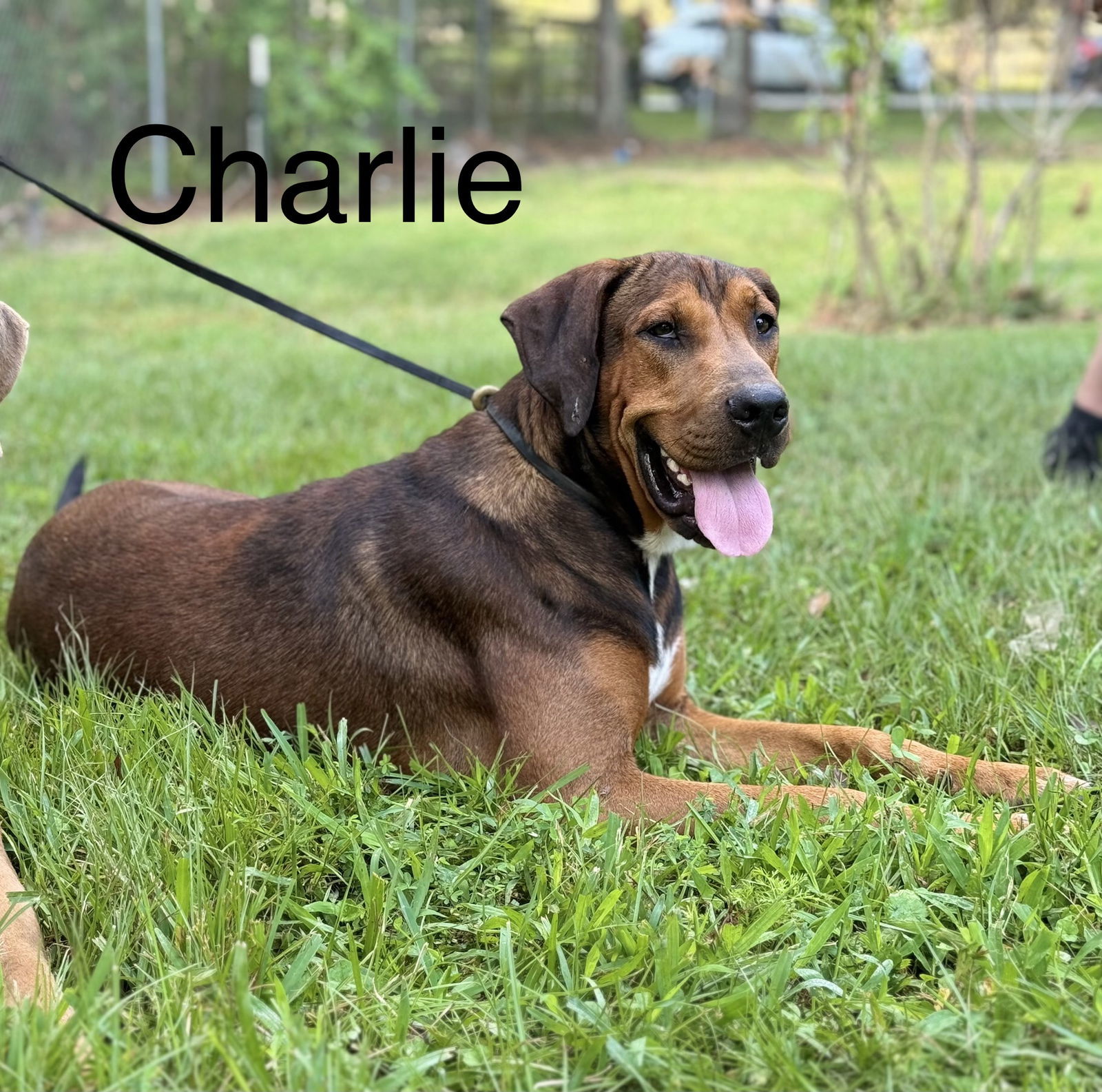 Charlie Pride