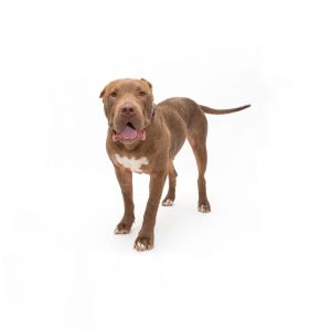 Meet Whisper a gentle gal whos as soft and snuggly as a teddy bear She loves wiggling her way int