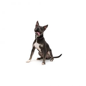 Loyal loving and just a bit goofy Suede truly is the whole package This intelligent confident g