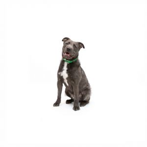 Looking for a spirited and lovable canine companion with a tail that wags like theres no tomorrow 