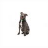 Marty photo 1