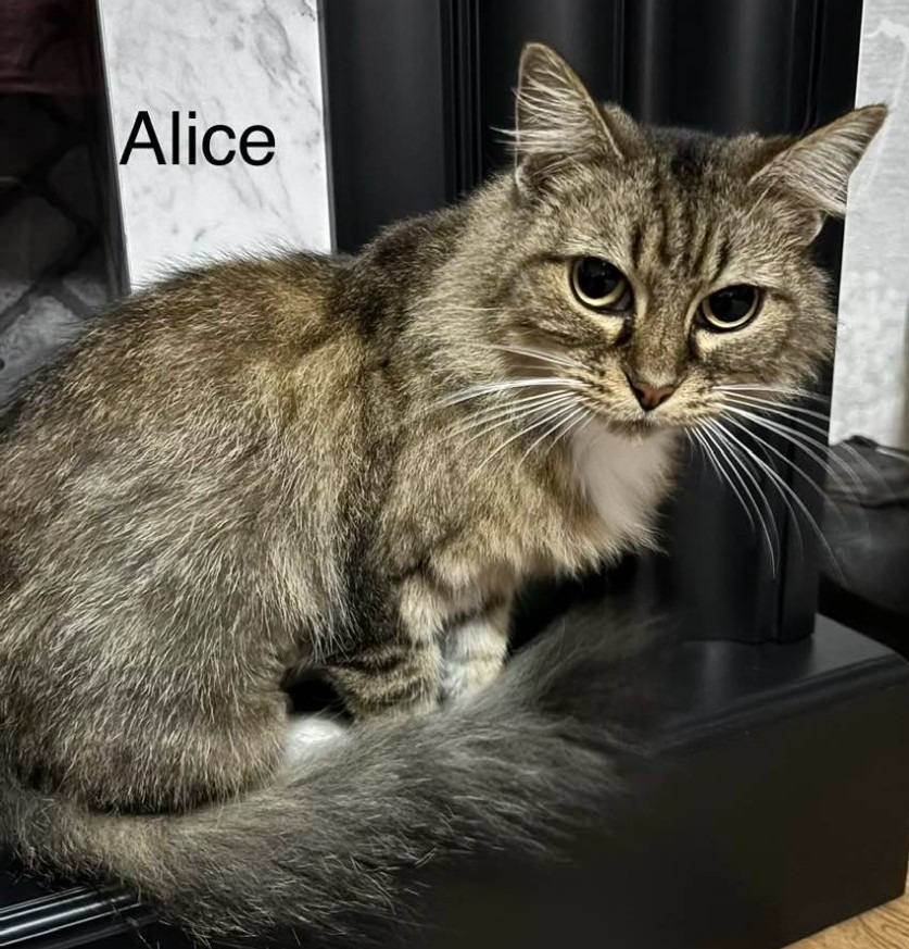 Alice