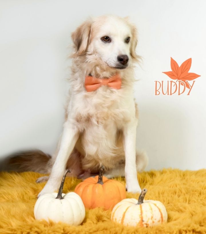 Buddy 2