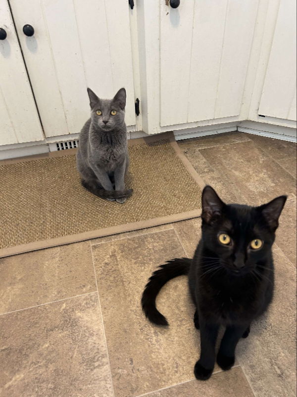 Smokey, an adoptable Domestic Short Hair in Alexandria, MN, 56308 | Photo Image 1