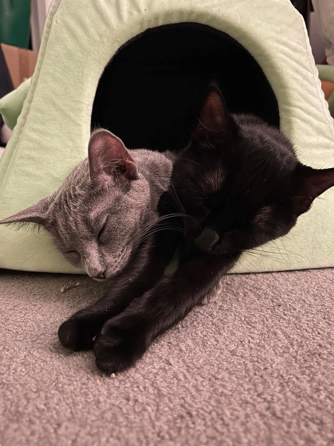 Smokey, an adoptable Domestic Short Hair in Alexandria, MN, 56308 | Photo Image 2