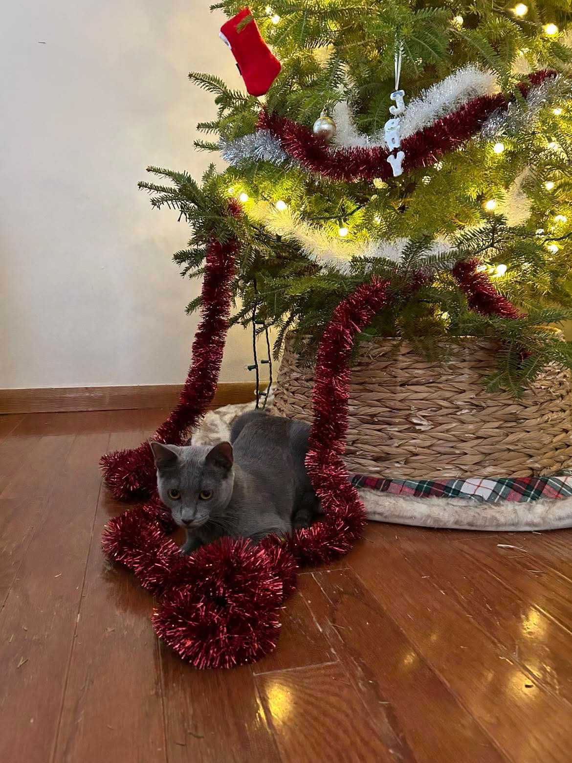 Smokey, an adoptable Domestic Short Hair in Alexandria, MN, 56308 | Photo Image 3