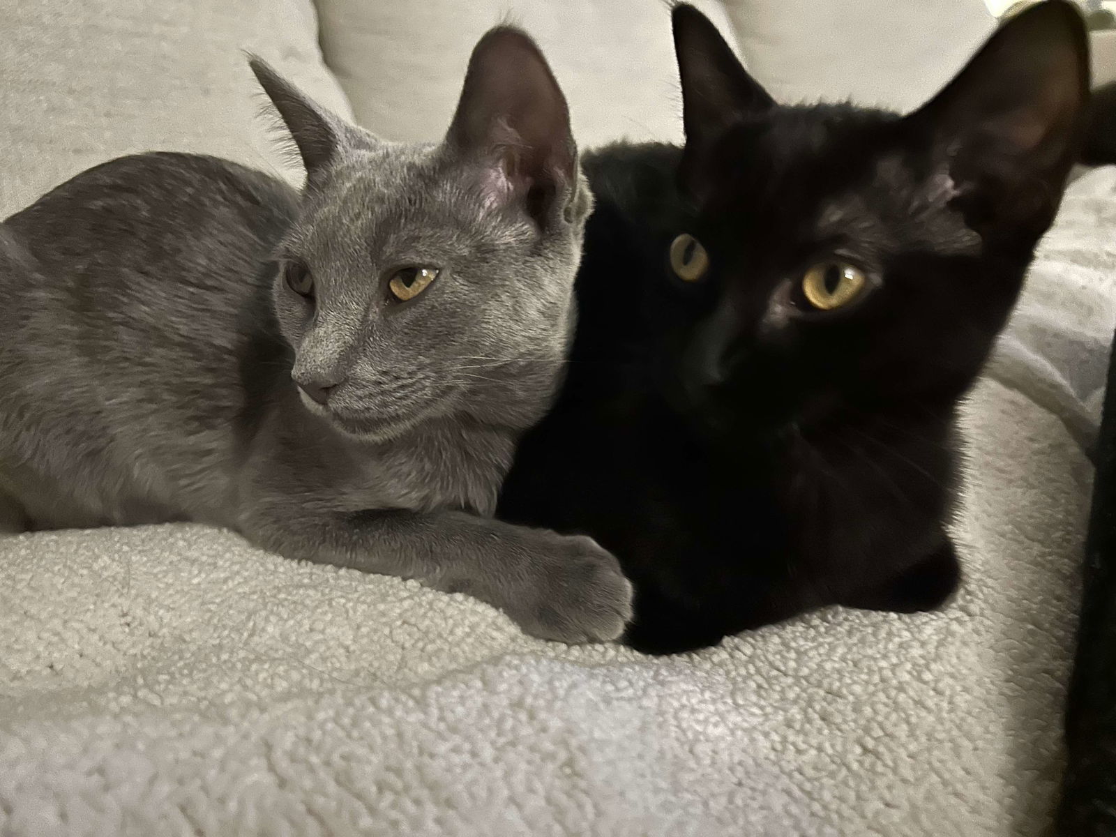 Skeeter, an adoptable Domestic Medium Hair in Alexandria, MN, 56308 | Photo Image 3