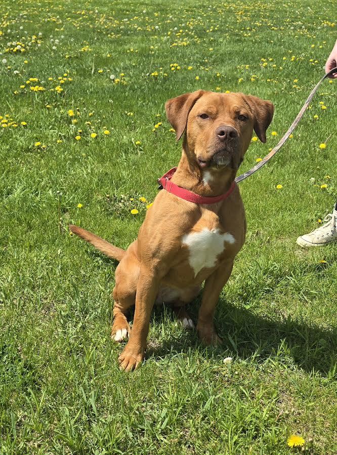 reagan, an adoptable Pit Bull Terrier in Oskaloosa, IA, 52577 | Photo Image 1
