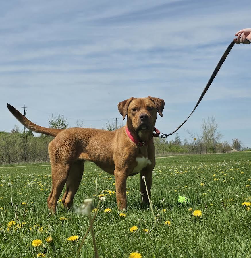 reagan, an adoptable Pit Bull Terrier in Oskaloosa, IA, 52577 | Photo Image 2