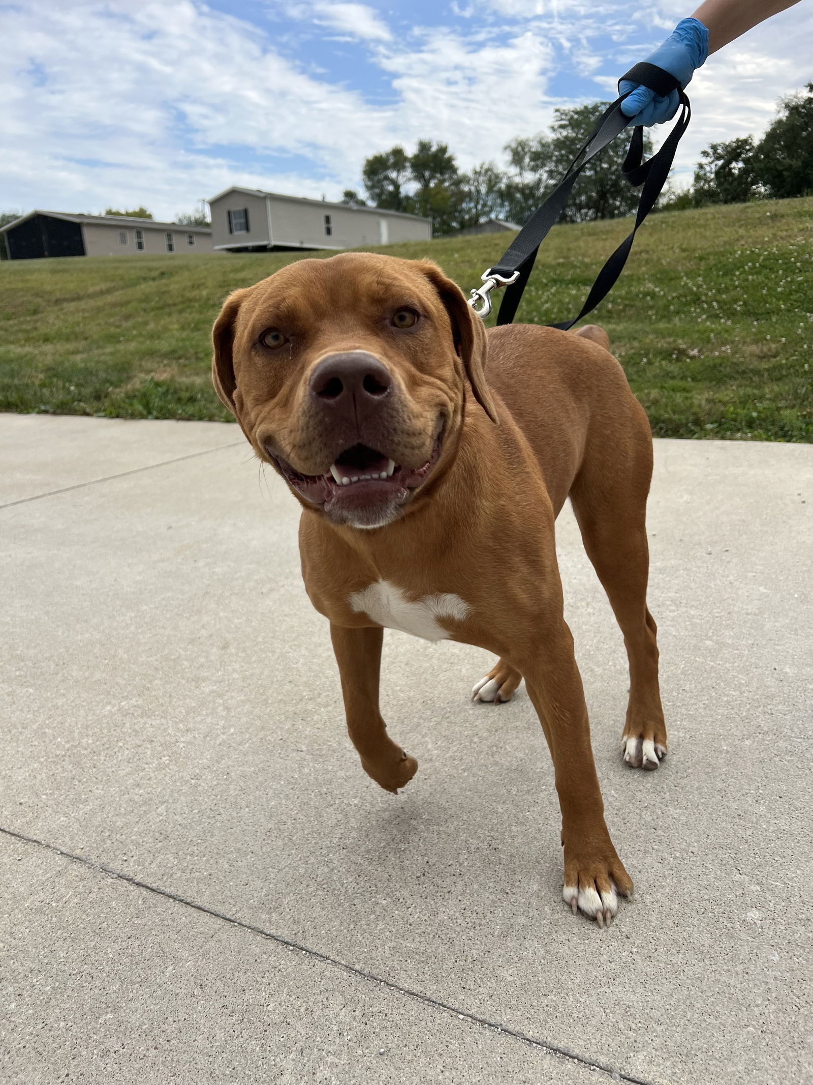 reagan, an adoptable Pit Bull Terrier in Oskaloosa, IA, 52577 | Photo Image 3