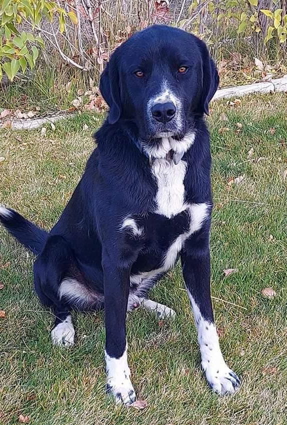 Ty, an adoptable Great Pyrenees, Border Collie in Hamilton, MT, 59840 | Photo Image 1