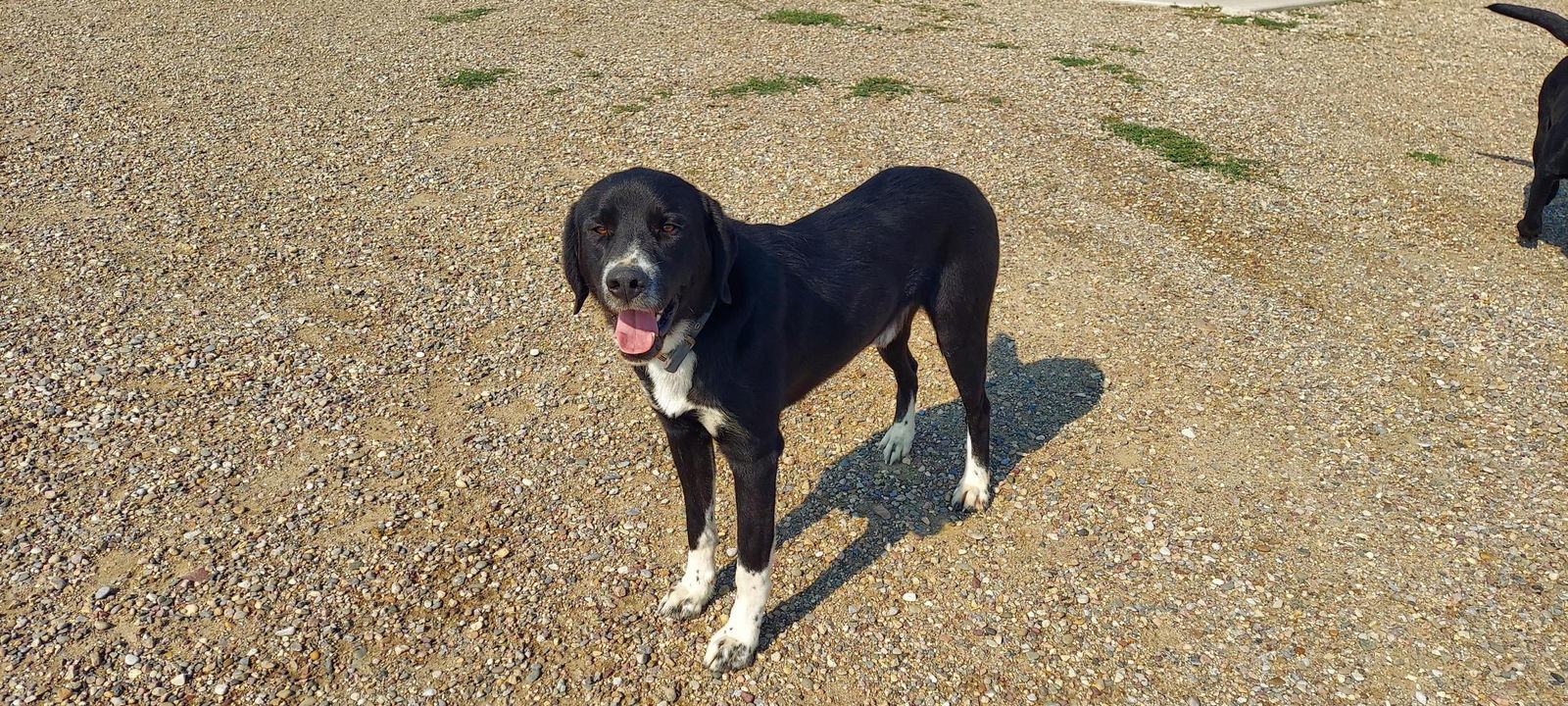 Ty, an adoptable Great Pyrenees, Border Collie in Hamilton, MT, 59840 | Photo Image 2
