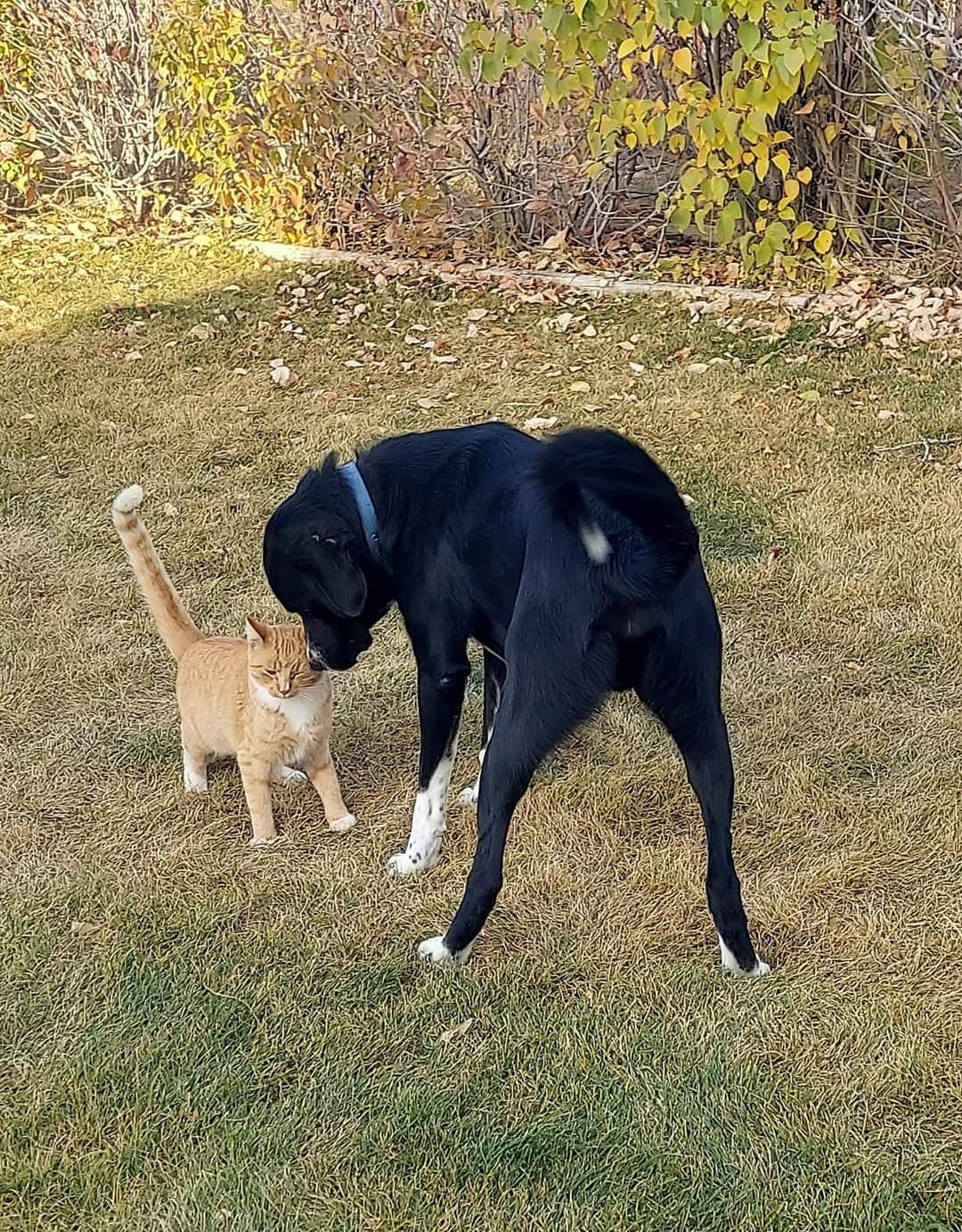 Ty, an adoptable Great Pyrenees, Anatolian Shepherd in Hamilton, MT, 59840 | Photo Image 3