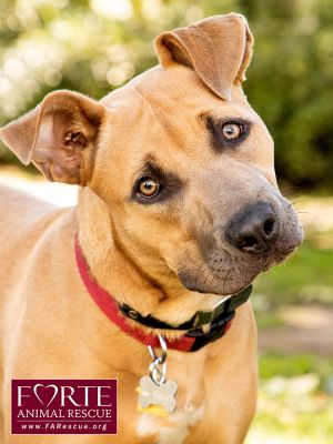 Ruly, Young Female Pit Bull Terrier
