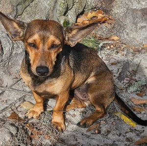 Momma, Adult Female Dachshund